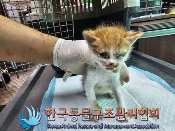 종료(자연사) 한국…